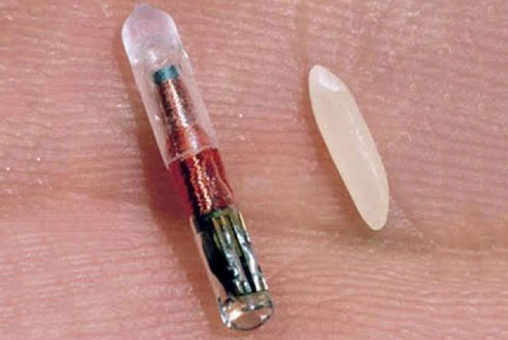 Close-up view of a microchip implant resting on a person's fingertip, next to a grain of rice for size comparison. The cylindrical microchip, similar in size to those used by veterinarians for pet identification, reveals its intricate internal components and is slightly longer than the grain of rice.