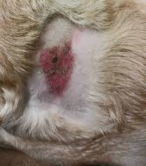 A close-up image of an animal's skin with a red, inflamed patch of fur loss. The surrounding fur is light-colored, and the affected area appears to be irritated and possibly infected, likely requiring a vet's attention.