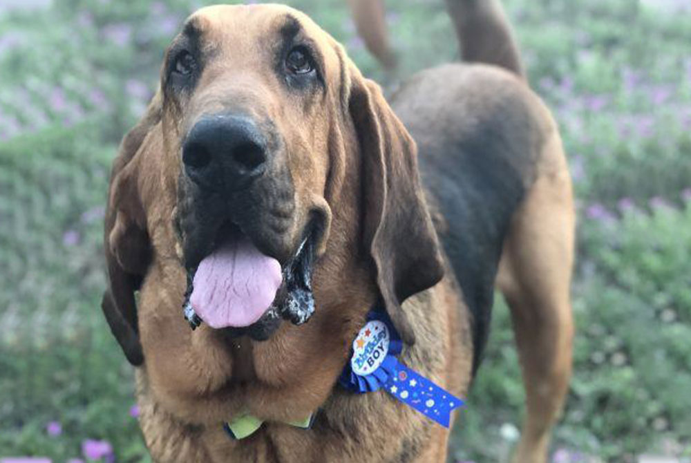 A large Bloodhound dog stands on a grassy area. The dog is wearing a blue ribbon around its neck that reads "It’s My Birthday." The dog’s mouth is open, and its tongue is out, showing excitement and happiness. In the background, there are indistinct purple flowers—a treat from his caring veterinarian.