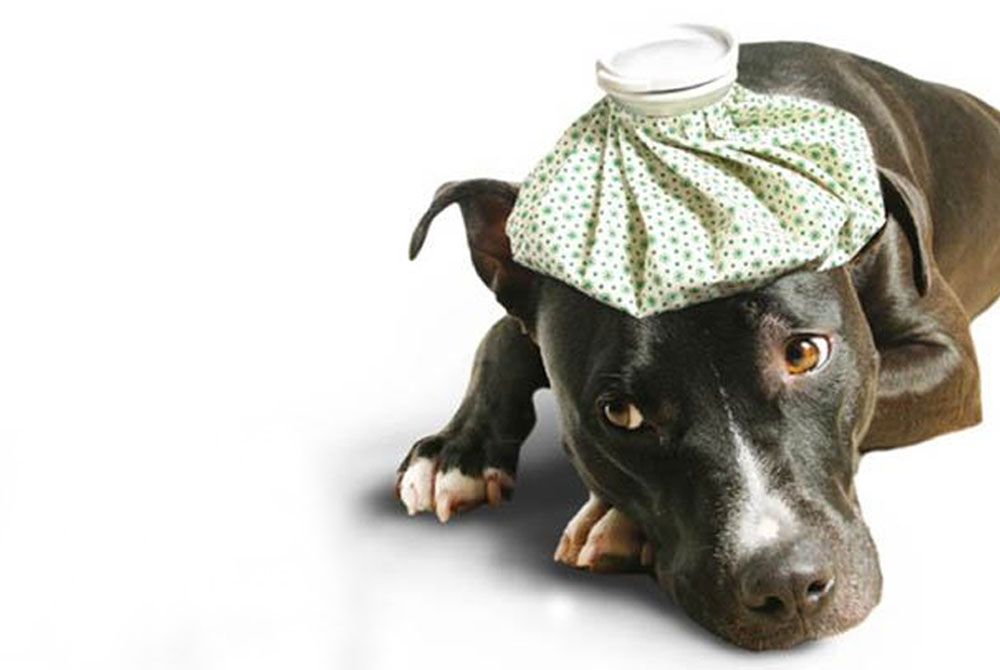 A black dog lies on a white background with an ice pack on its head, giving a sad expression. The dog appears to be unwell or injured. The ice pack is white with green polka dots. The dog’s front paws and part of its face are clearly visible, showing a sympathetic look, likely after visiting the vet.