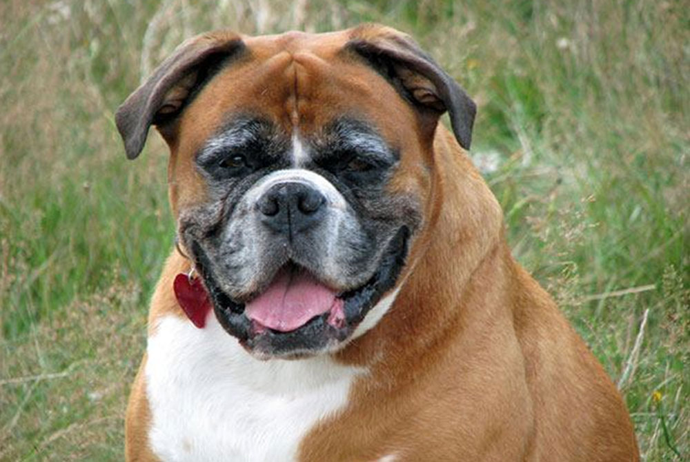 A happy, brown and white dog with a broad face and short fur sits in a field of green grass. The dog has a red heart-shaped tag on its collar, courtesy of its caring vet, and wears a big smile with its tongue hanging out.