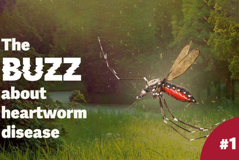 A large mosquito hovers in the foreground of a lush, green outdoor setting. Text reads "The BUZZ about heartworm disease" on the left side, with a red circle labeled "#1" in the bottom right corner. Consult your trusted veterinarian to keep your pets safe.