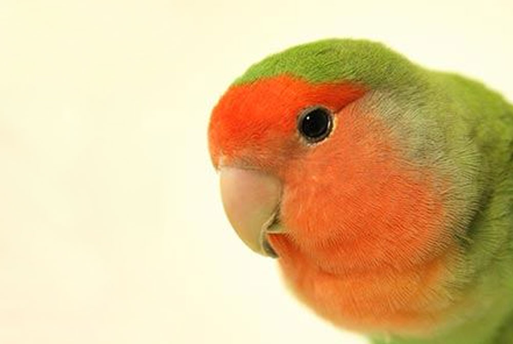 Close-up of a lovebird with vibrant green feathers, a bright red-orange face, and a light pink beak. The bird's head is turned slightly to the side, showing its black eye and the rich coloration of its plumage against a plain, light background—a perfect picture to show your vet.