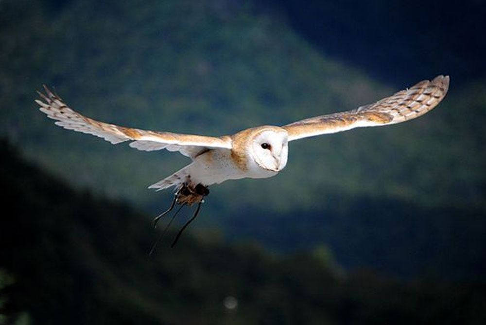 A barn owl with outstretched wings soars mid-flight against a backdrop of lush green hills and a dim sky, holding some prey in its talons. The bird's white and brown plumage stands out vividly, catching the watchful eye of any nearby veterinarian admiring the majesty of nature.