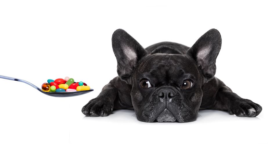 A black French Bulldog lies on a white surface, eyeing a spoonful of colorful pills with a cautious expression. The dog's ears are upright, and its body is stretched out with front legs extended forward, as if anticipating a visit to the vet.