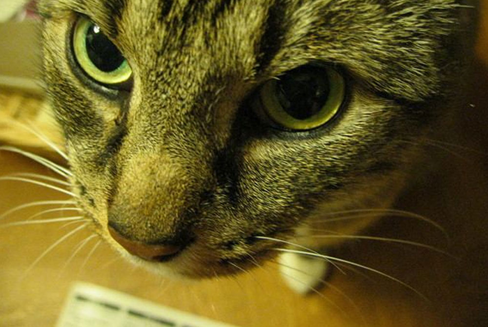 Close-up image of a tabby cat with green eyes, looking directly at the camera. The cat's nose and whiskers are prominent, and its fur displays a mix of brown, black, and grey stripes. A partially visible piece of paper from the vet is in the foreground.