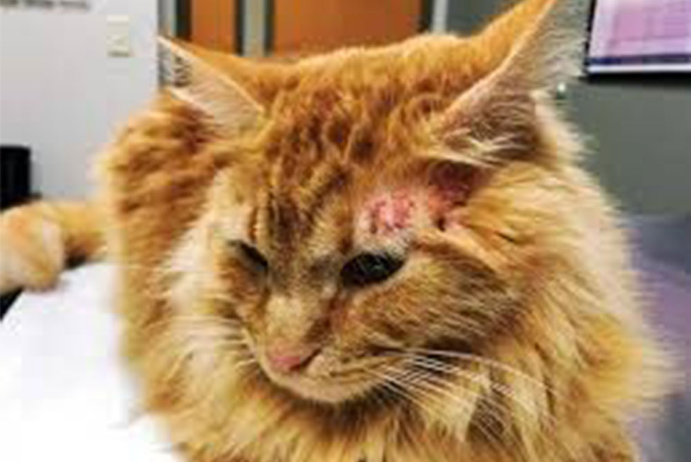 A long-haired orange cat with a noticeable wound on its right forehead lies on a veterinary exam table. The feline appears alert but calm, as the vet examines it. In the background, a veterinary clinic setting with various equipment is visible.