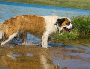 A Saint Bernard dog, with wet fur, stands in shallow water near a grassy area by a lake. The dog has a white and brown coat and appears to be enjoying the outdoor environment after a visit to the vet. The background includes a clear blue lake and green hills.