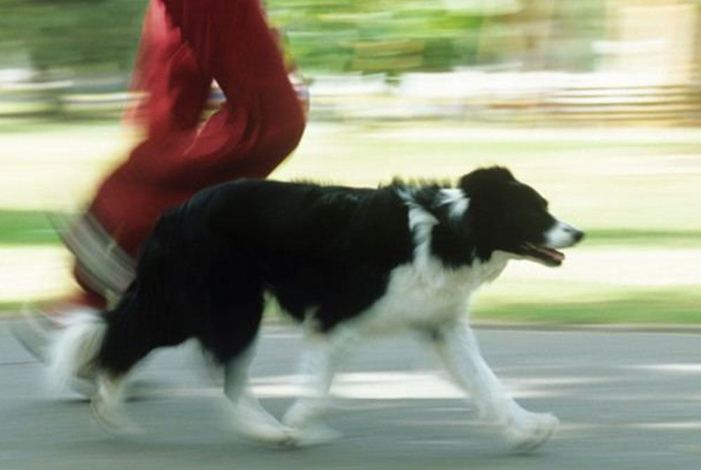 A person wearing red pants, captured in motion blur, jogging alongside a black and white dog on a leash in a park. The background is also slightly blurred, suggesting movement. Perhaps they're training for an upcoming vet visit to ensure the dog's health remains in top shape.