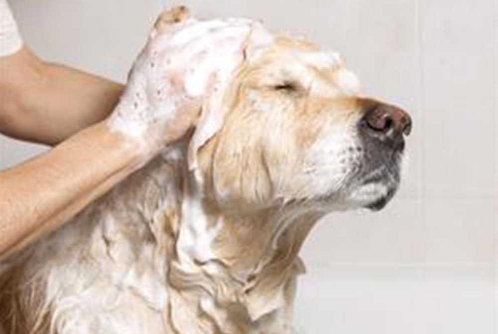 A golden retriever is being bathed by a vet. The dog has its eyes closed and appears to be enjoying the moment as the veterinarian's hands lather its head and body with soap. The bathroom background is white and out of focus.