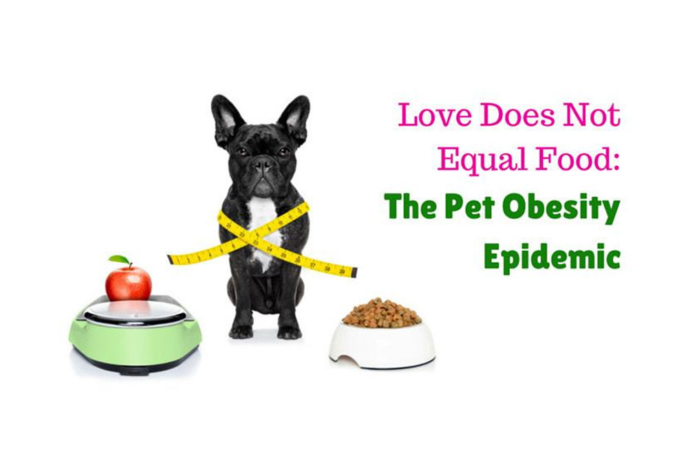 A black dog sits between a food bowl and a scale holding an apple, with a measuring tape around its neck. Text on the right reads, "Love Does Not Equal Food: The Pet Obesity Epidemic" in pink and green letters. Consult your veterinarian for pet health advice today.