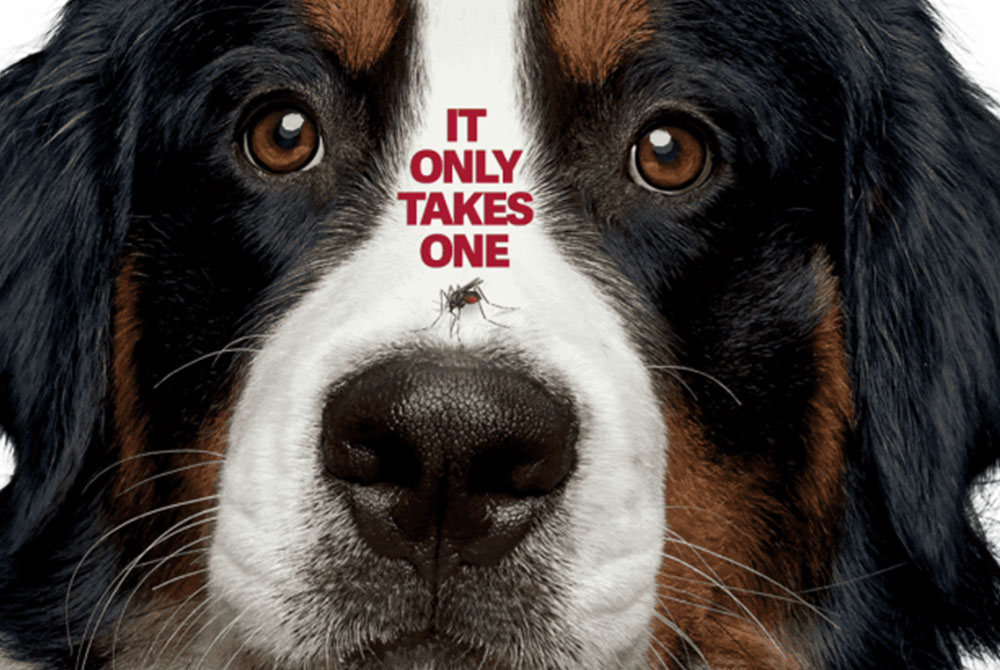 Close-up image of a Bernese Mountain Dog with a serious expression. A fly is sitting on the dog's nose, and the text "IT ONLY TAKES ONE" is displayed prominently between the dog's eyes. This serves as a reminder that a vet visit can prevent serious health issues for your furry friend.