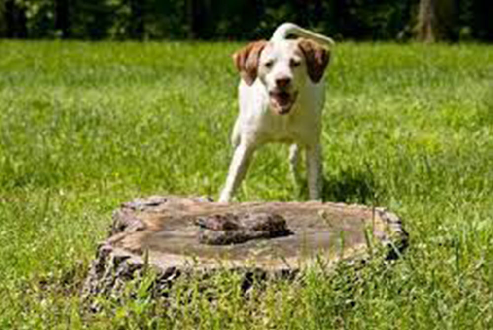 A white dog with brown ears stands on a grassy field, barking or panting with its mouth open. In front of the dog is a large tree stump with some moss or dirt on it. The background features various green trees and bushes, creating the ideal setting for a veterinarian's outdoor exam.