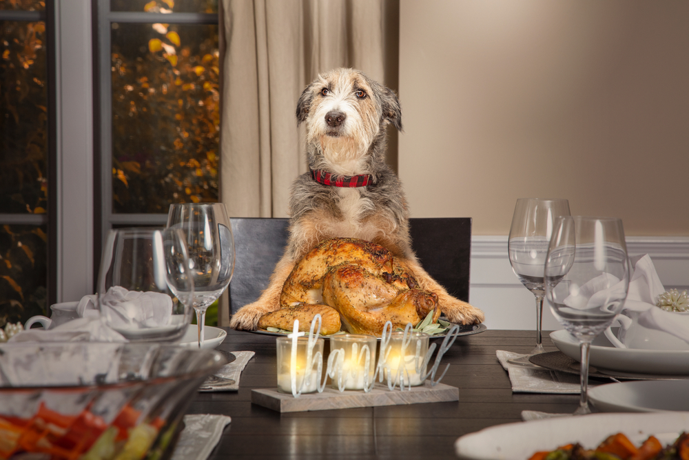 A dog with a gray and white coat, wearing a red collar, is seated at a dining table with a roasted turkey in front of it. The table is set with wine glasses, white napkins, and a "thankful" sign, creating a festive atmosphere that even the veterinarian would approve of.