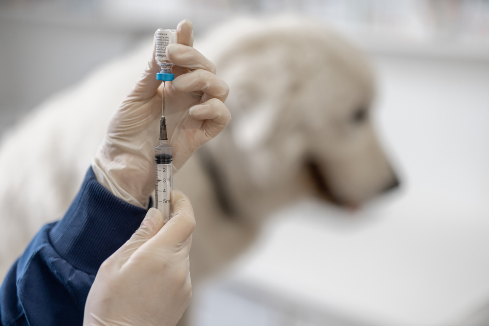 Close-up of gloved hands holding a syringe and a vial, as a veterinarian prepares a vaccine for a large, white, long-haired dog in the background. The dog is sitting on a surface, slightly out of focus. The setting appears to be a veterinary clinic.