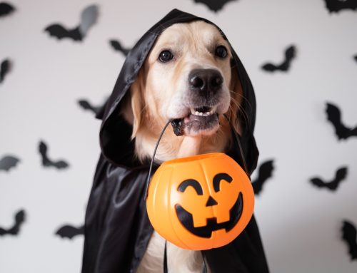 4 Pet Safety Tips for a Howling Good Halloween