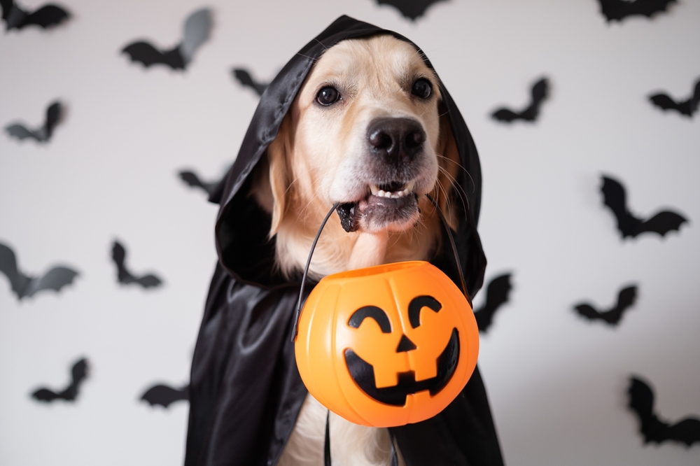 A dog dressed in a black hooded cloak is holding an orange pumpkin-shaped bucket in its mouth, looking like it just visited the vet for a Halloween treat. The background is decorated with black bat cutouts, enhancing the spooky theme.