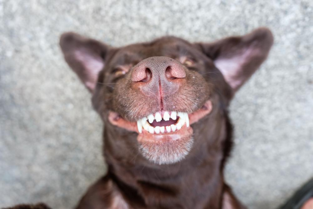 A close-up of a brown dog lying on its back, showing its teeth in what looks like a wide, happy grin. Its eyes are squinted and its ears are flopped back, as if just returning from a visit with the veterinarian. The background is a grey textured surface.