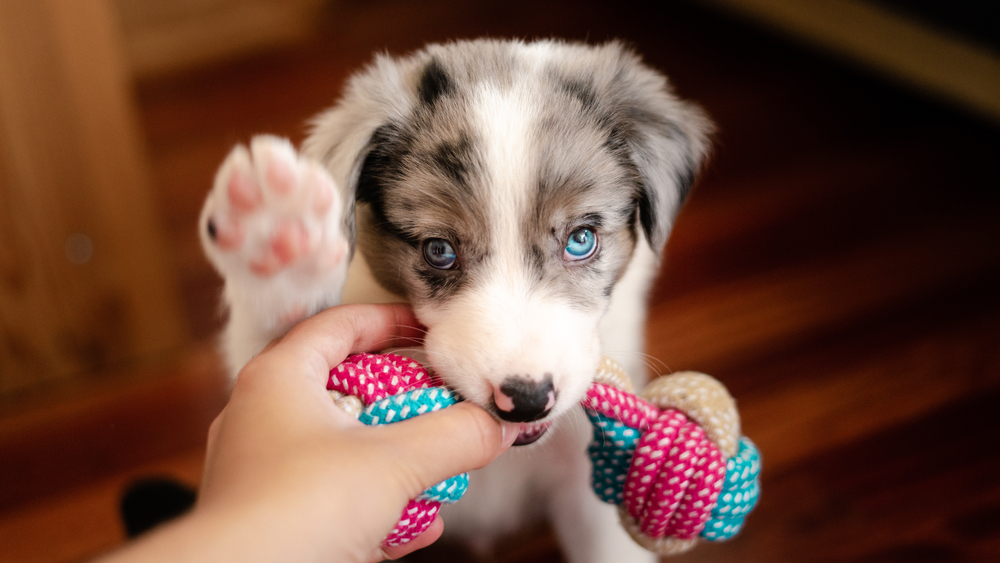 A playful puppy with blue eyes bites on a colorful rope toy held by a person's hand, likely a vet. The puppy has a white and grey coat with black spots and appears to be in motion, lifting one paw. The background features a wooden floor and blurred furniture.