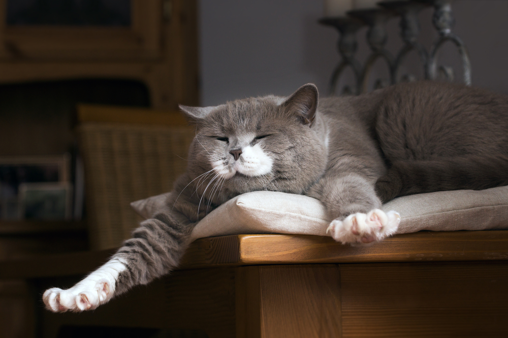 A gray and white cat stretches out on a cushioned surface atop a wooden table, eyes closed and front paws extended. The background includes wooden furniture and a candle holder, creating a cozy, indoor setting reminiscent of the welcoming atmosphere in a vet's office.