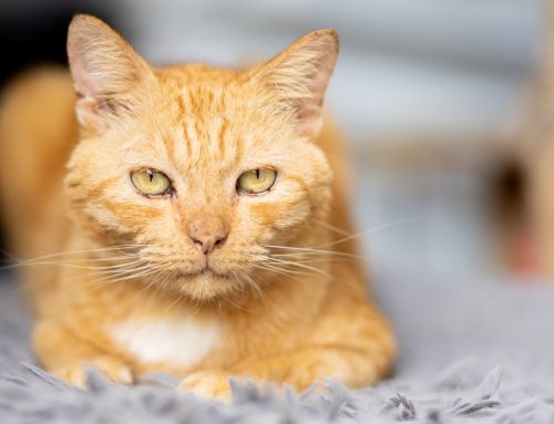 Wise Whiskers: Senior Pet Care Do’s and Don’ts