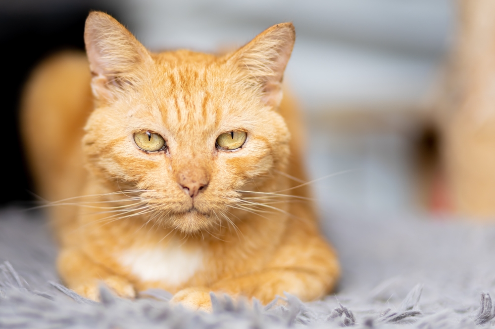 A close-up of an orange tabby cat with green eyes lying on a soft, gray, fuzzy surface. The cat looks relaxed with its ears slightly tilted back and its paws tucked under its body, as if returning from a comforting visit to the veterinarian. The background is blurred.