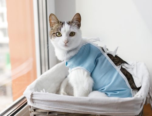 Spaying or Neutering Your Pet: A “Paw”-sitive Decision for a Healthier Future