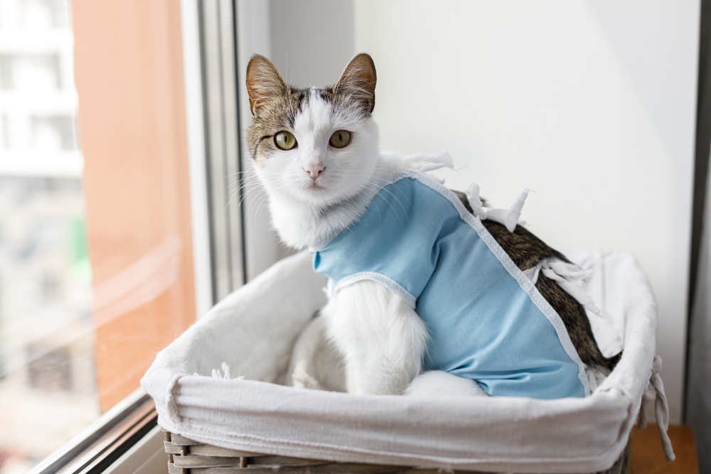 A cat wearing a light blue medical recovery suit sits on a cushioned bed by a window. The cat, with a mix of white and striped fur, looks directly at the camera. You can see part of an adjacent building through the window, suggesting it recently visited the vet.