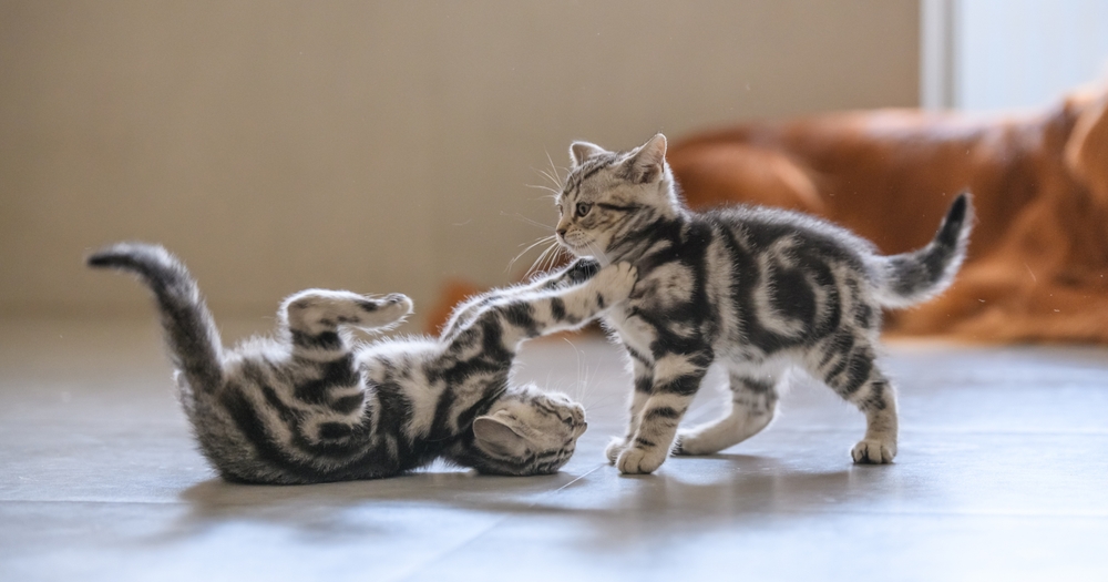 Two playful tabby kittens with striped fur are engaged in a lighthearted tussle on the floor. One kitten is lying on its back with its paws in the air, while the other stands and extends a paw towards the one on the ground, showcasing their vibrant energy that would make any veterinarian smile.