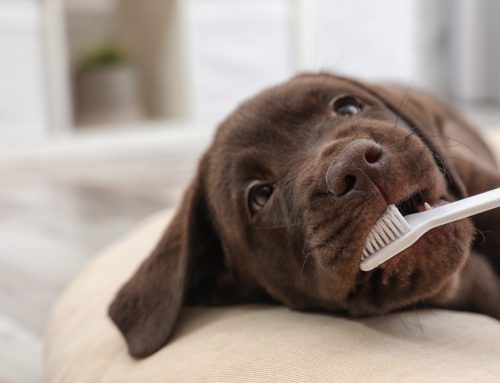5 Pet Dental Care Tips