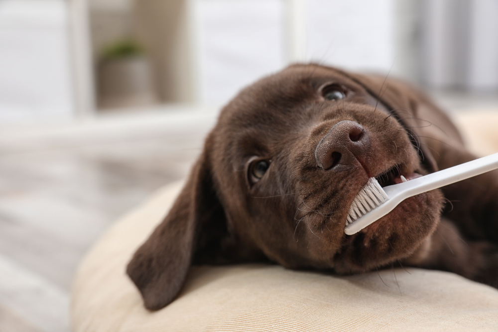 A brown puppy lies on a beige cushion, holding a toothbrush in its mouth. The puppy's eyes look towards the camera, and it appears to be chewing on the toothbrush, perhaps after a visit to the vet. The background is softly blurred, showing indoor elements.