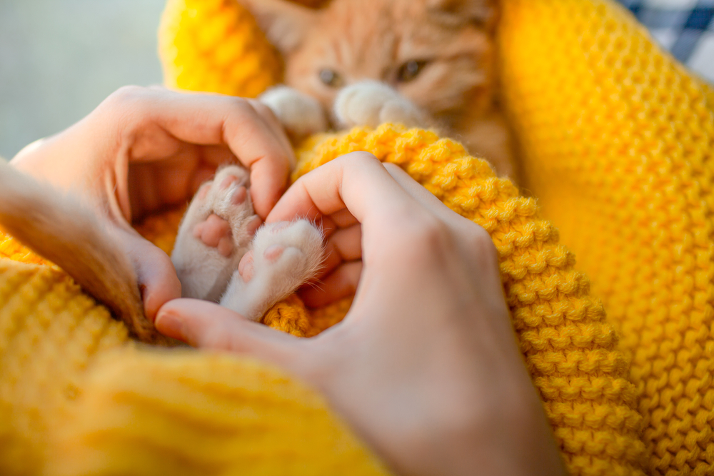 A ginger kitten lies wrapped in a yellow knitted blanket. The kitten's front paws are held gently by a person's hands, forming a heart shape around the paws. Looking cozy and relaxed, the kitten peeks out cutely from behind the blanket, as if ready for a check-up with a caring veterinarian.