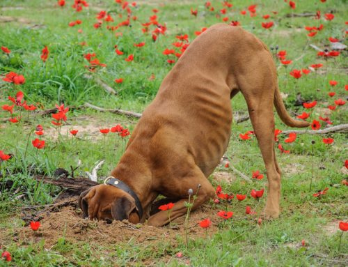 What Lies Beneath: Can Dirt Harm Your Pet?