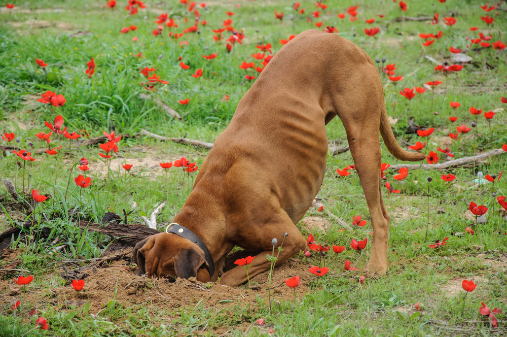 A brown dog with visible rib contours digs fervently into the ground with its head fully buried in the dirt. It stands among a small field of bright red poppies and green grass, wearing a black collar, as if looking for something only a keen-eyed veterinarian could diagnose.