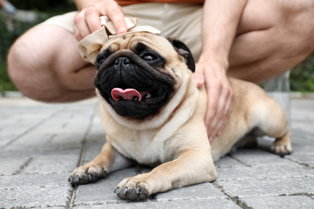 A pug lies on a paved ground with its tongue out, appearing content. A veterinarian, whose head is not visible, is kneeling behind the pug, gently patting its head with a cloth and petting its back. The scene is outdoors on a sunny day.