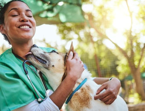 Unexpected Ways Our Veterinary Team Can Help Your Pet