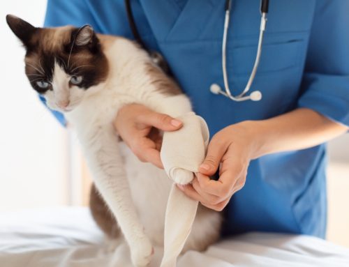 Urgent Versus Emergency Care: A Pet Owner’s Guide