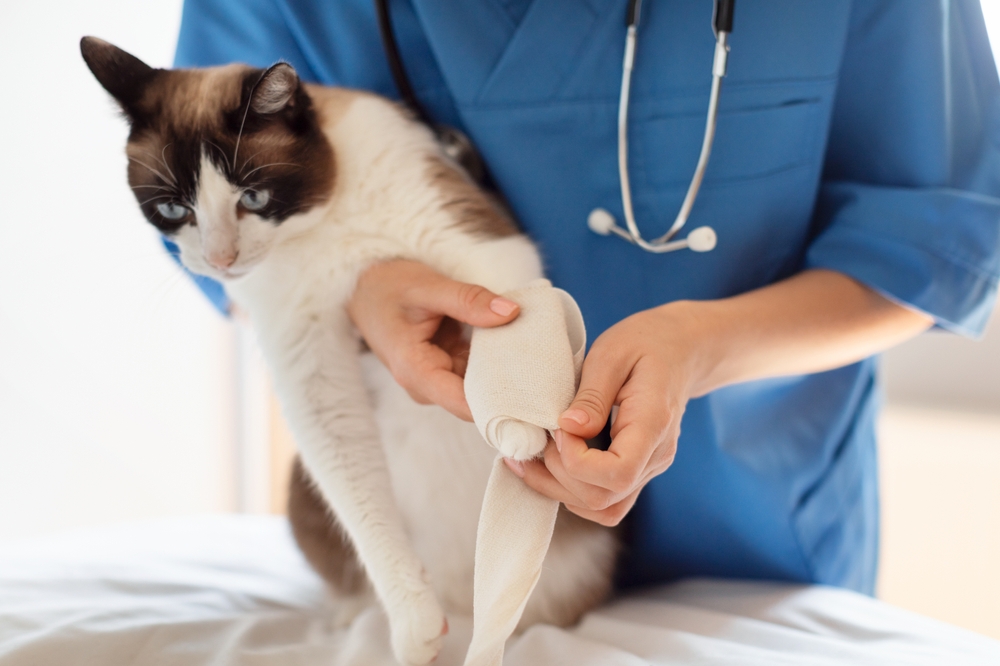 A veterinarian in blue scrubs and a stethoscope around their neck is wrapping a white bandage around the front leg of a Siamese cat. The vet cat has a calm expression, and the scene appears to be in a veterinary clinic.