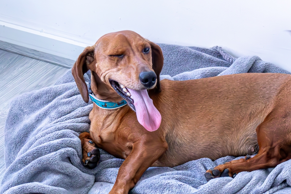 A dachshund with a brown coat is lying on a soft, gray blanket. The dog has one eye closed as if winking and its long pink tongue is hanging out, giving a playful and happy expression. The collar, likely chosen by the vet for comfort, is bright blue and decorated with small white symbols.